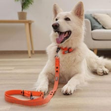 HP-Hund-KAT-Halsband_Leinen