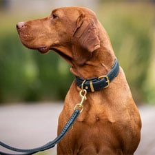 HP-Hund-KAT-Halsband_Leinen