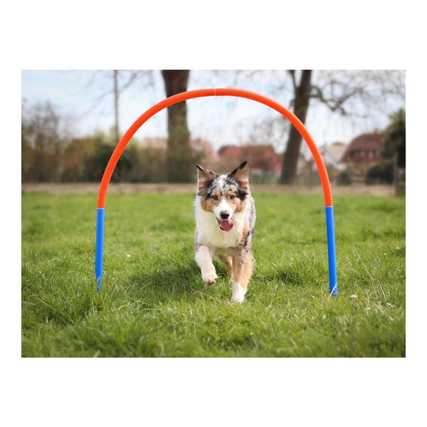 Starter Training Set für Hunde