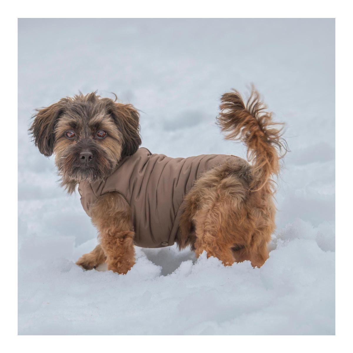 Hundemantel Saint Gervais