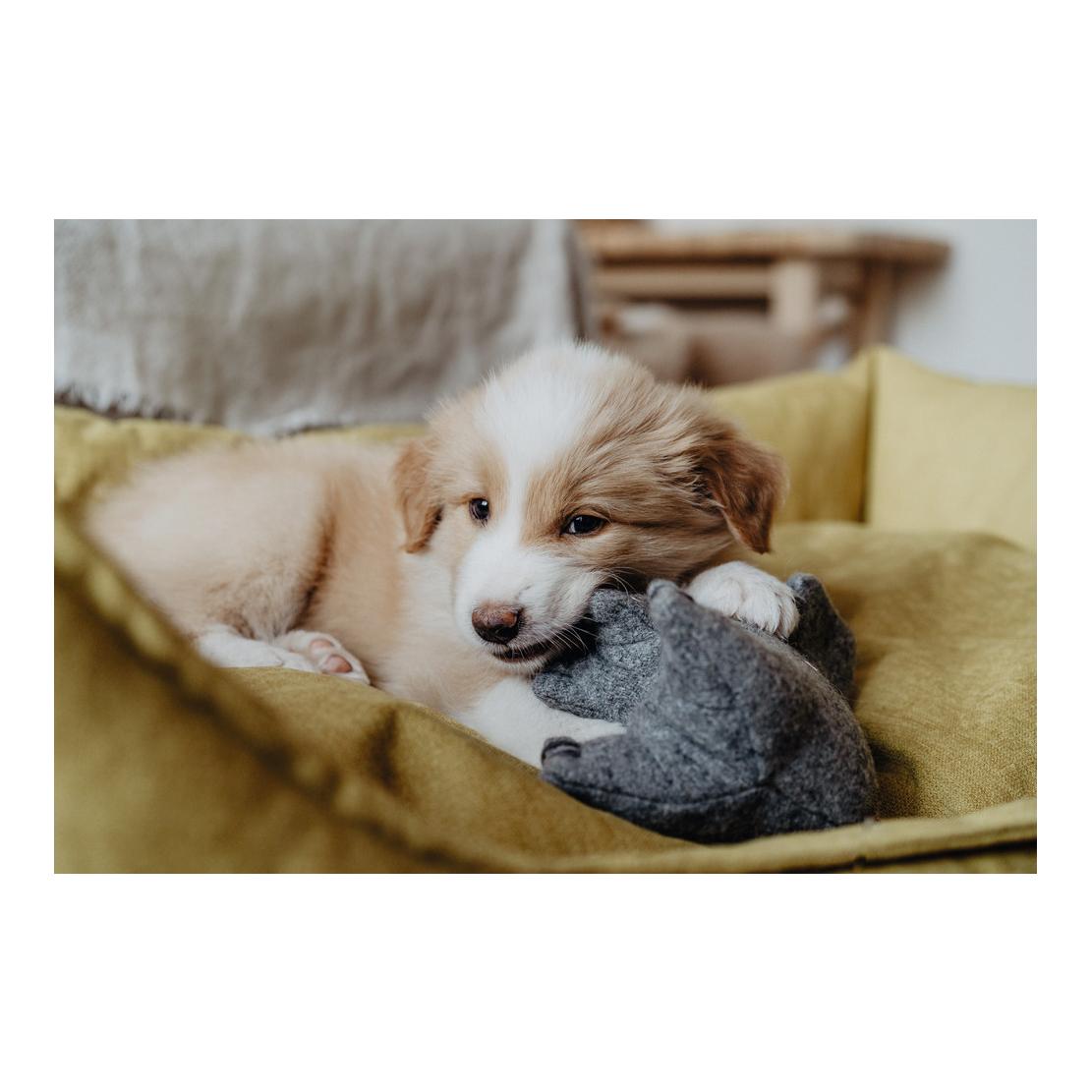 Jouet pour chien Eiby éléphant - gris