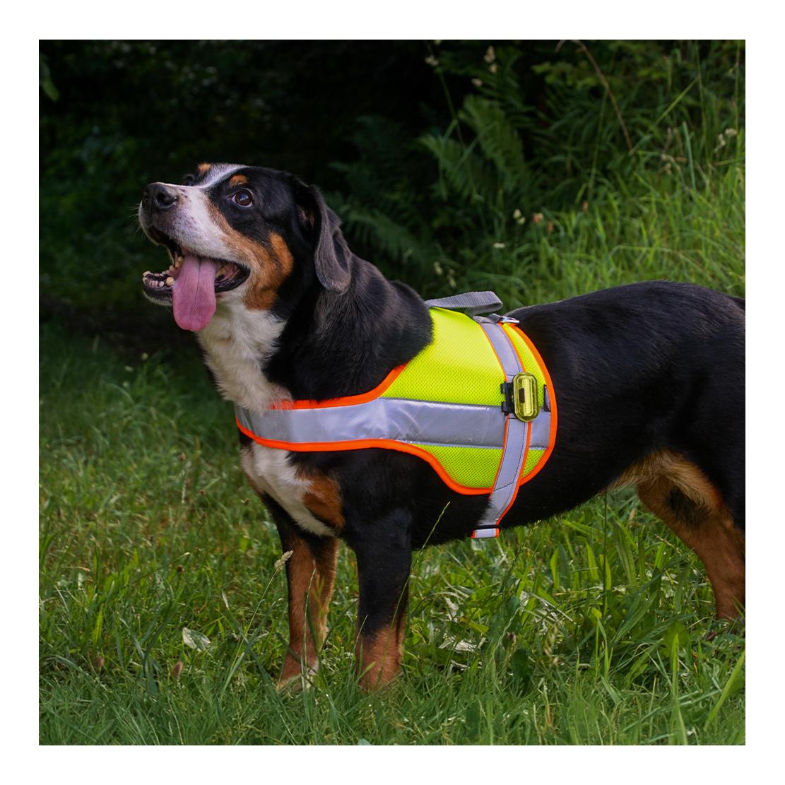 Hundeleuchtdecke Balou Profi  mit Led Lampen