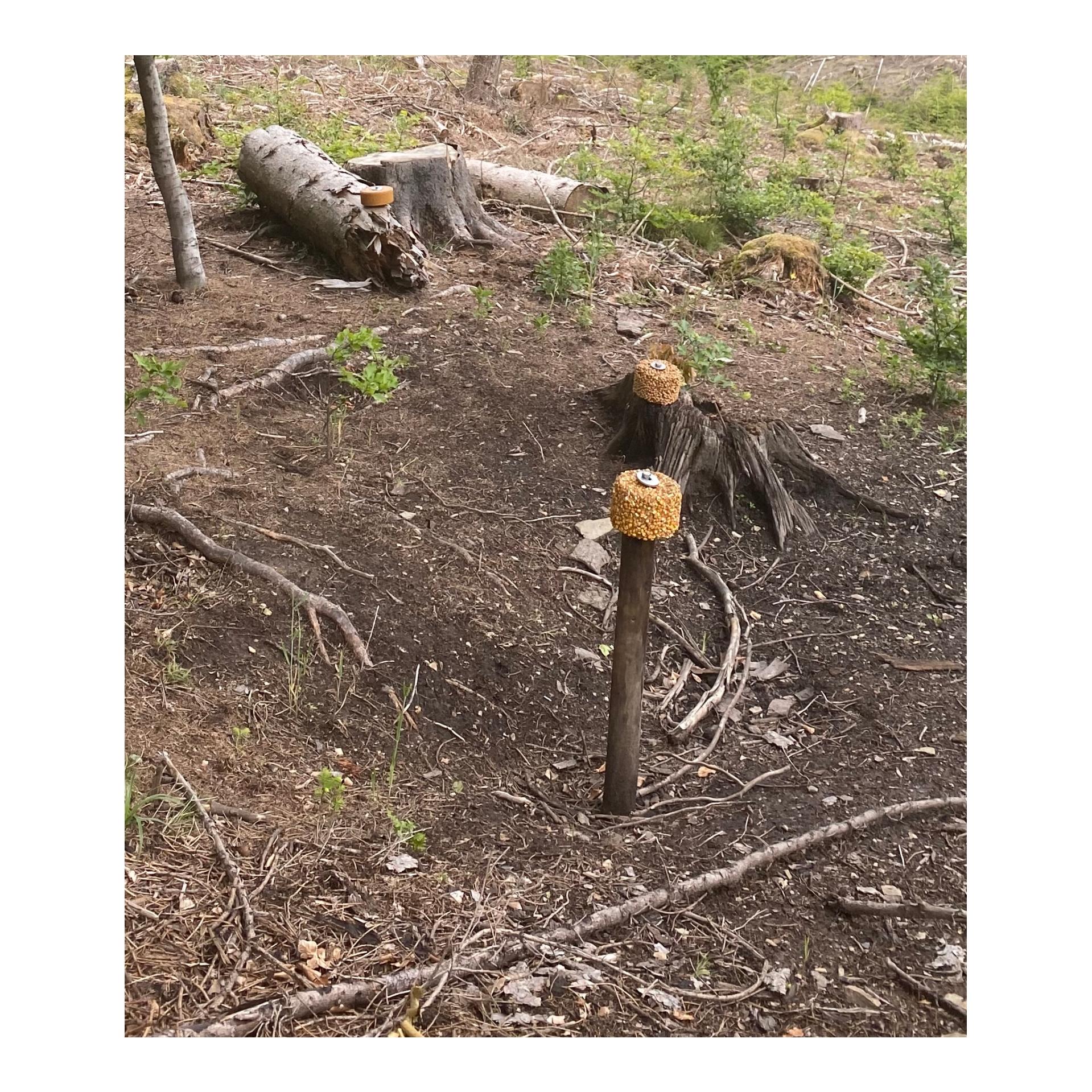 Befestigungsset Baumanbringung für Lecksteine