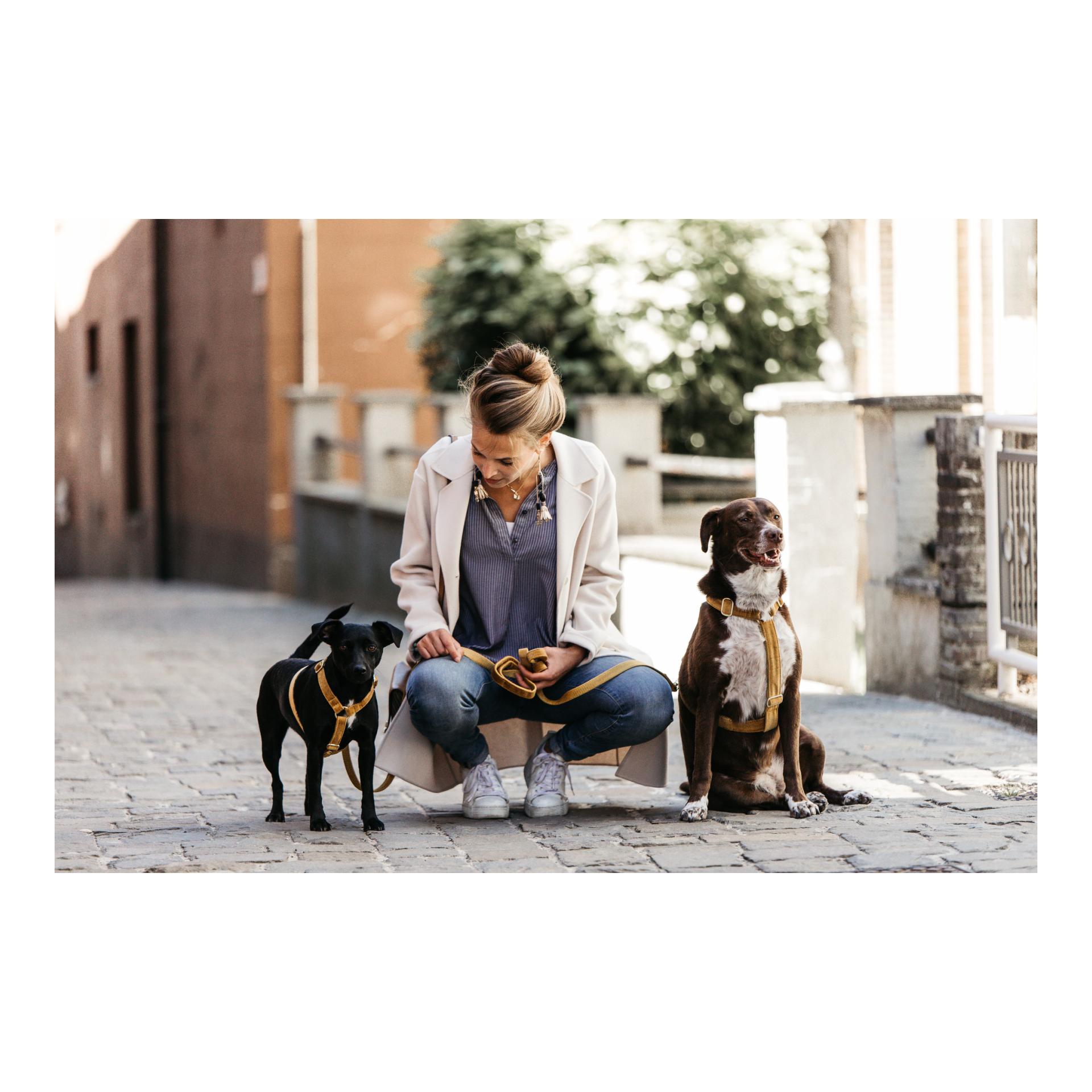 Hundeleine Velvet - mustard