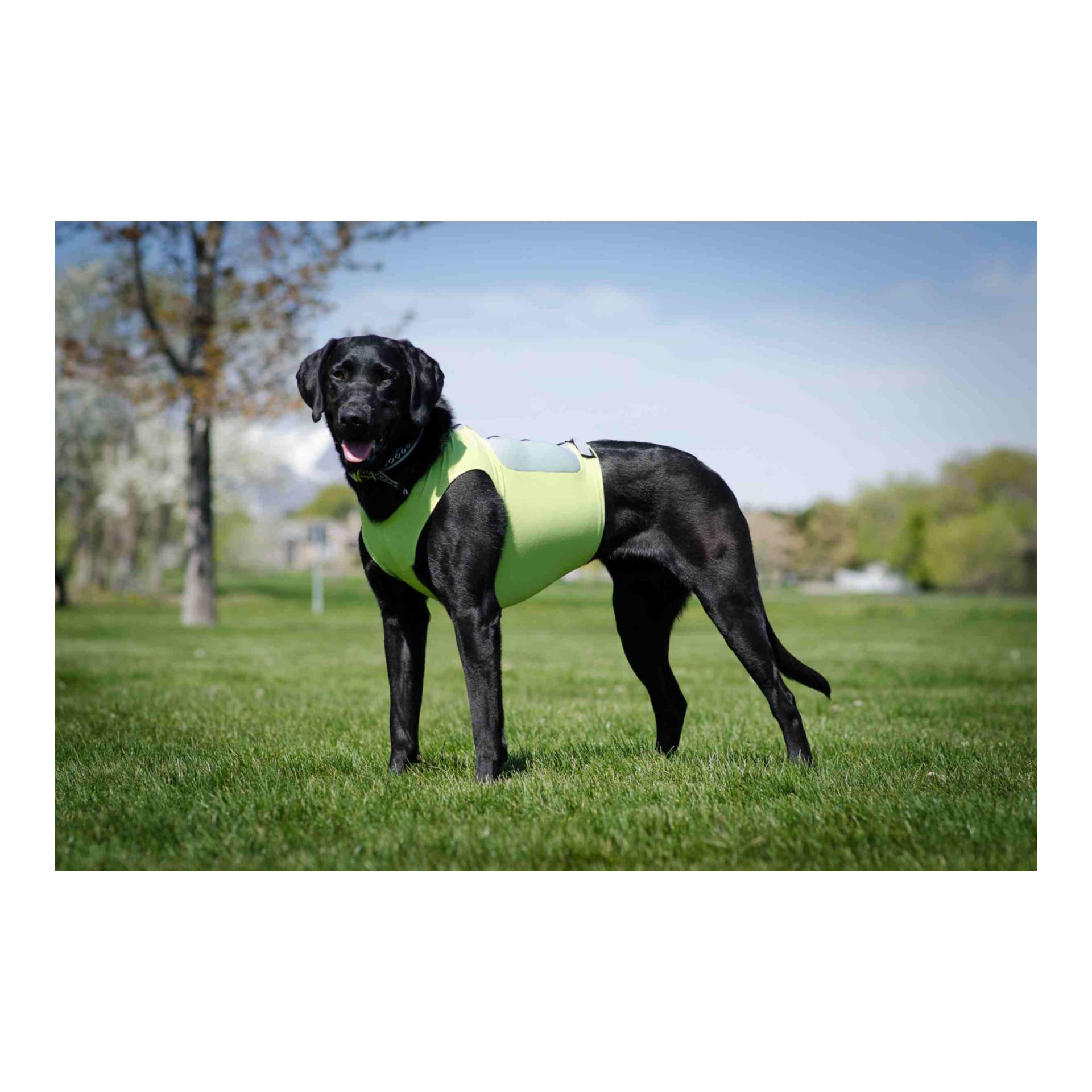 K9FIT Vest Starter Kit K9FIT Vest Starter Kit