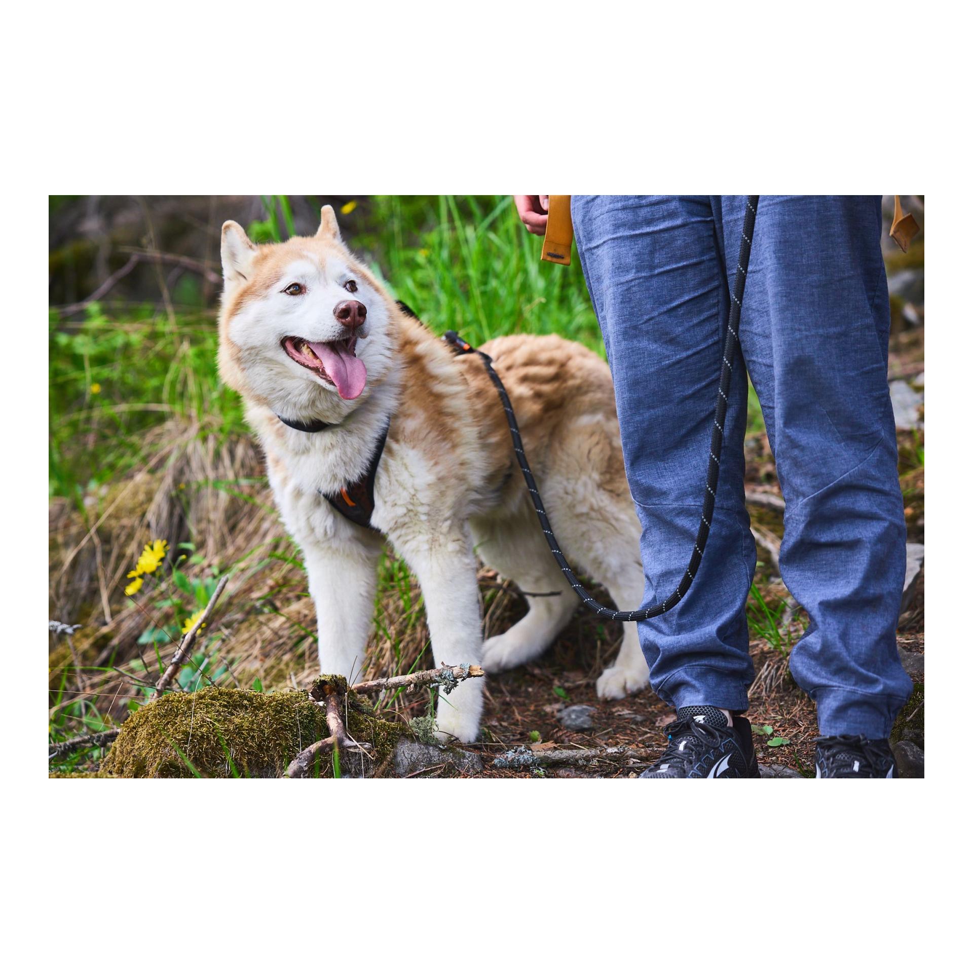 Rock Leash Hundeleine 