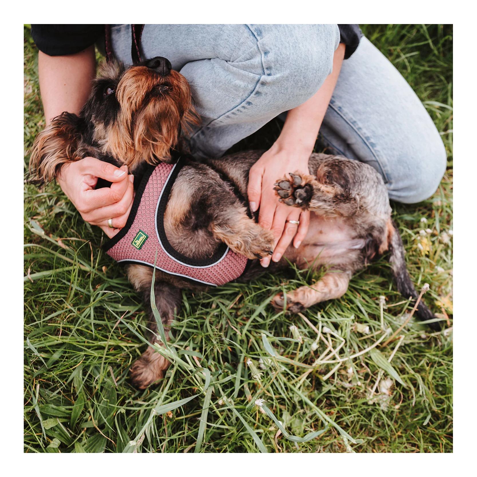 Hundegeschirr Hilo Comfort