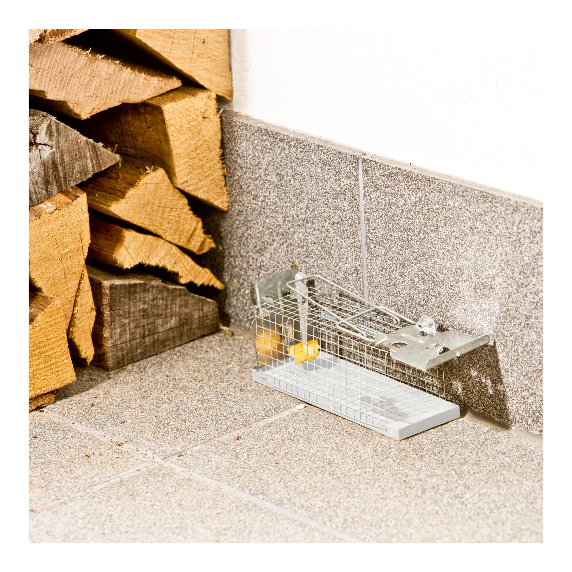 Drahtkastenfalle - Ratten