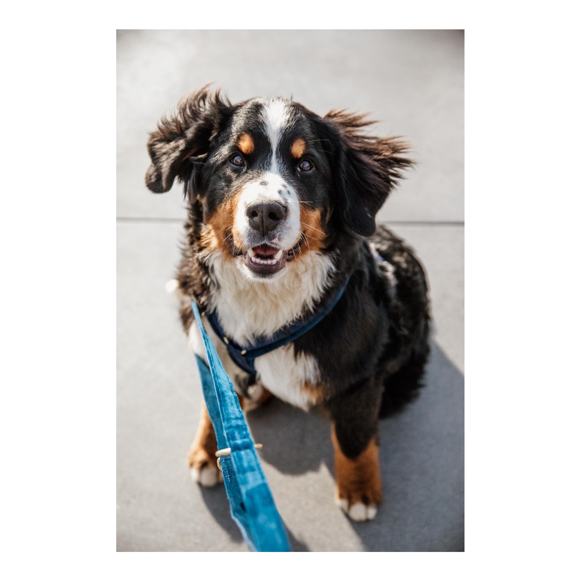 Hundeleine Velvet - bordeaux