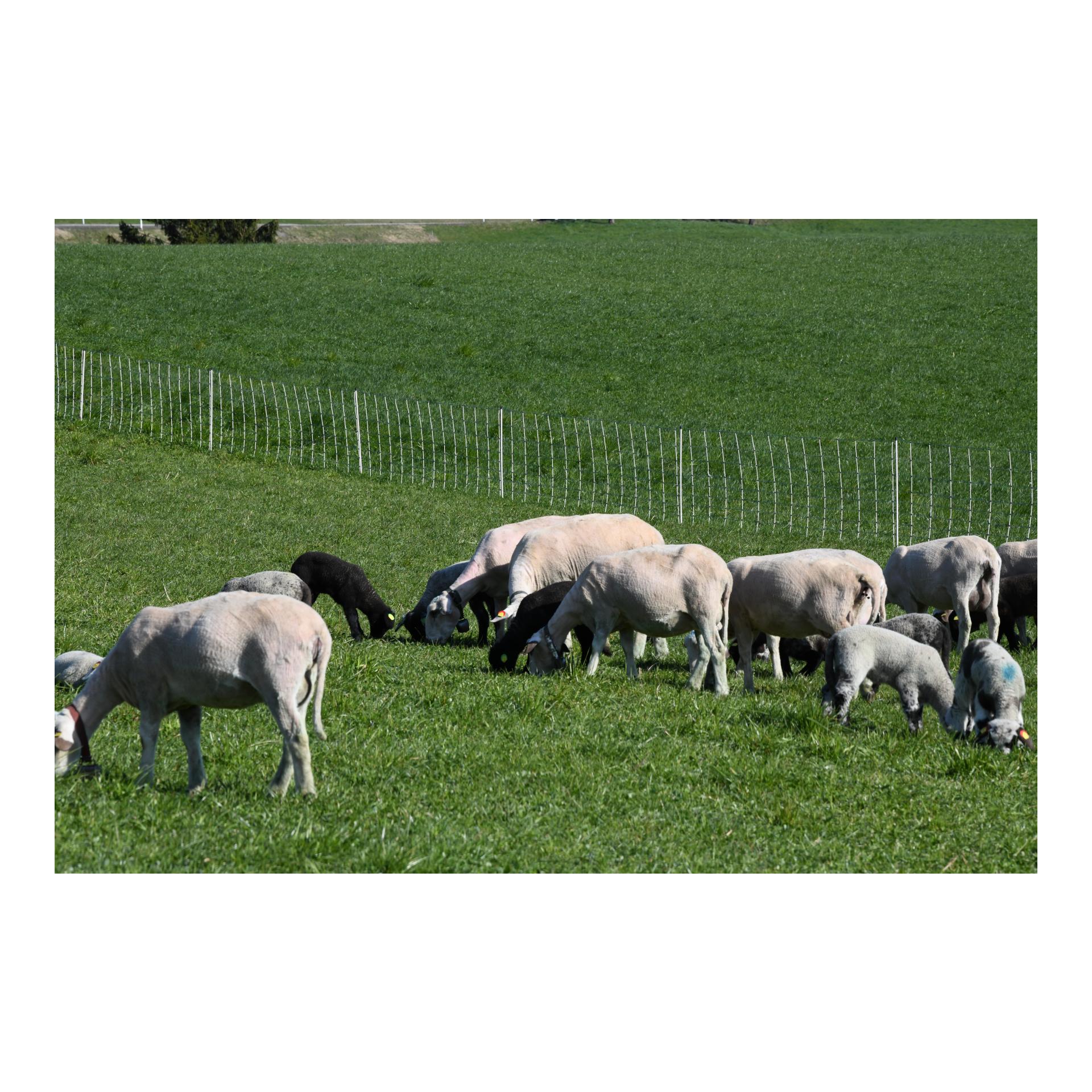 Hauptner Weidenetz Primaflex Swiss - Einzelspitz