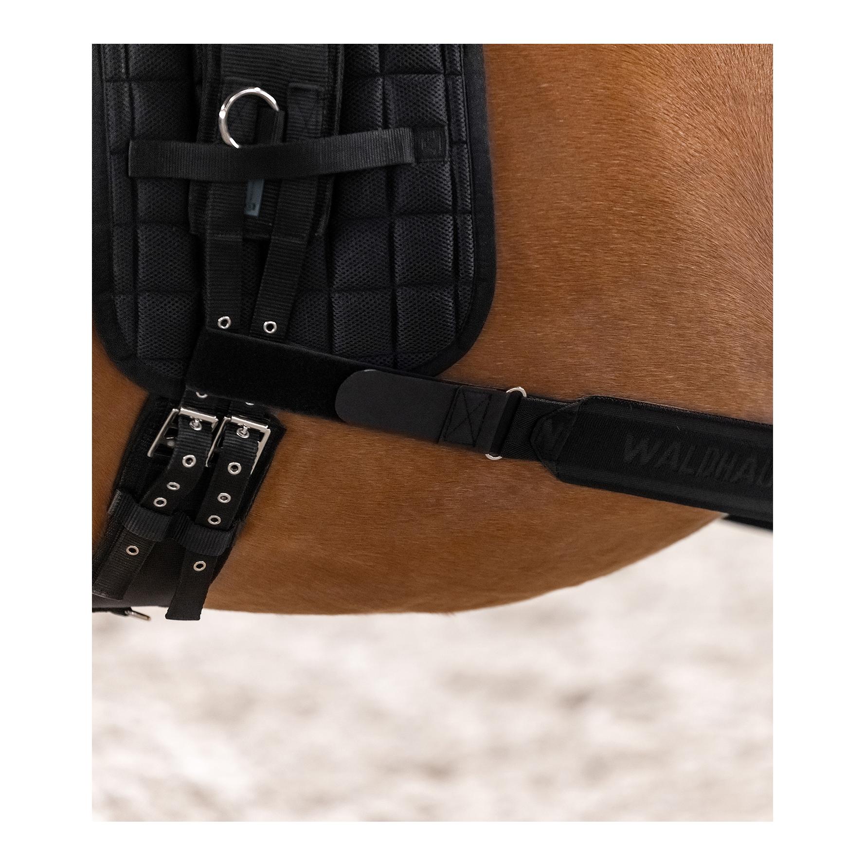 Waldhausen Körperbandage - Aktivierung der Hinterhand