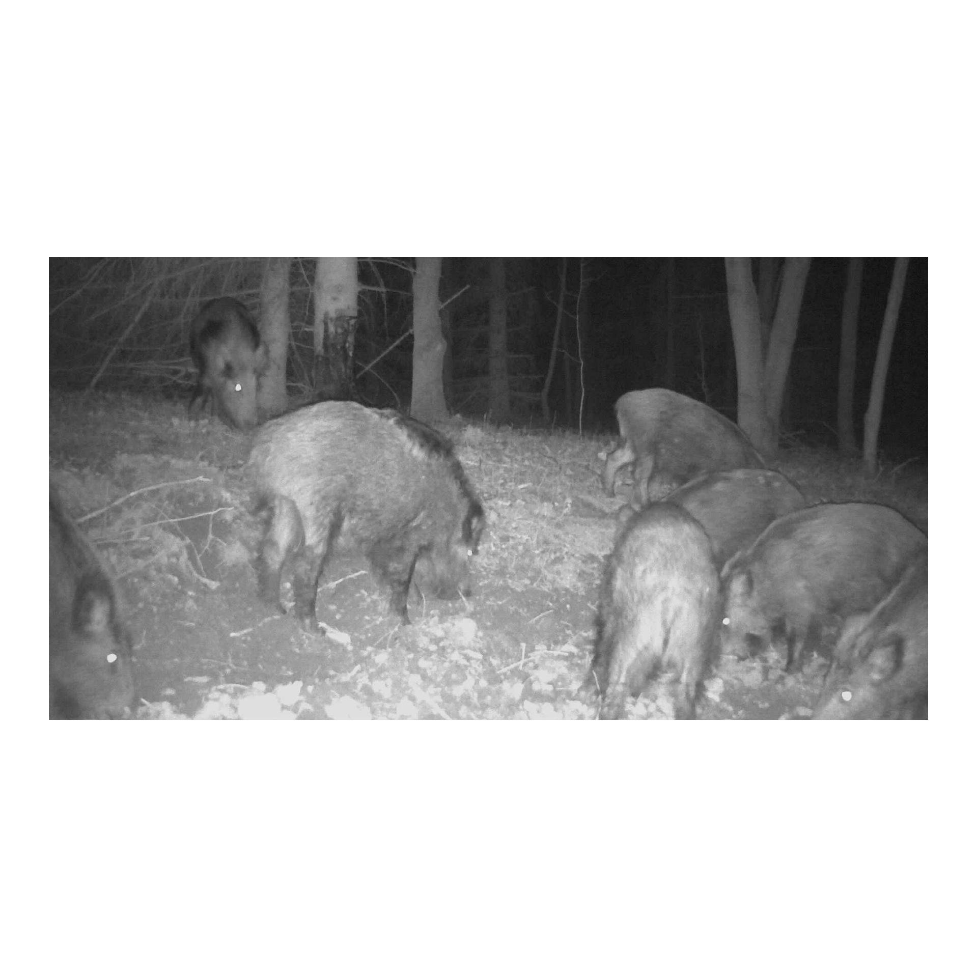 Weisskirchen Buchenholzteer Kanister - 6kg