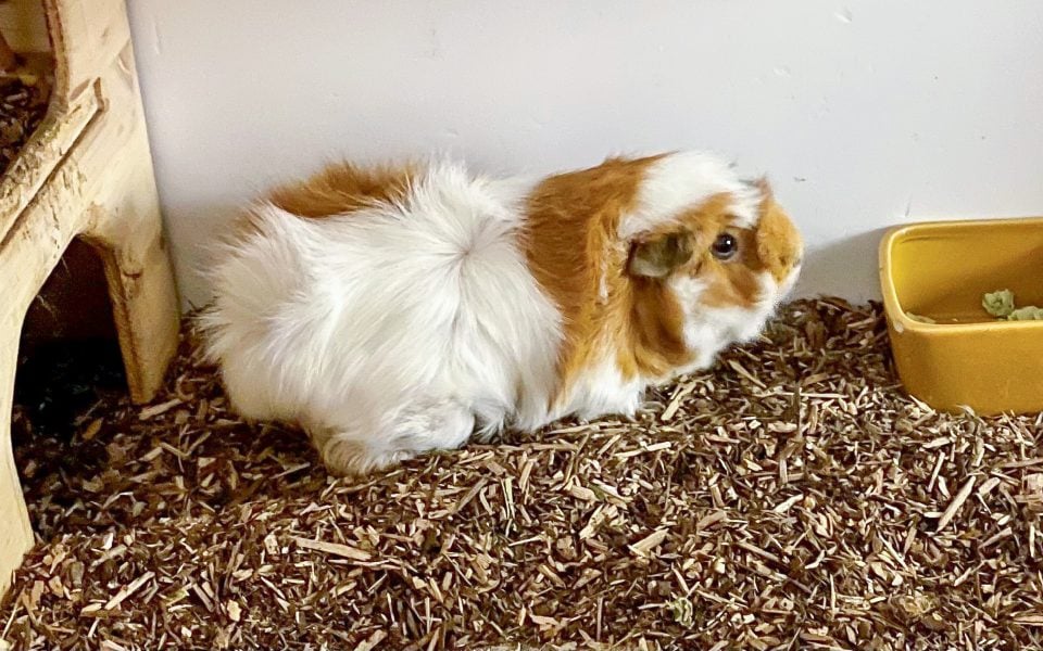 Sols forestiers bio 70L