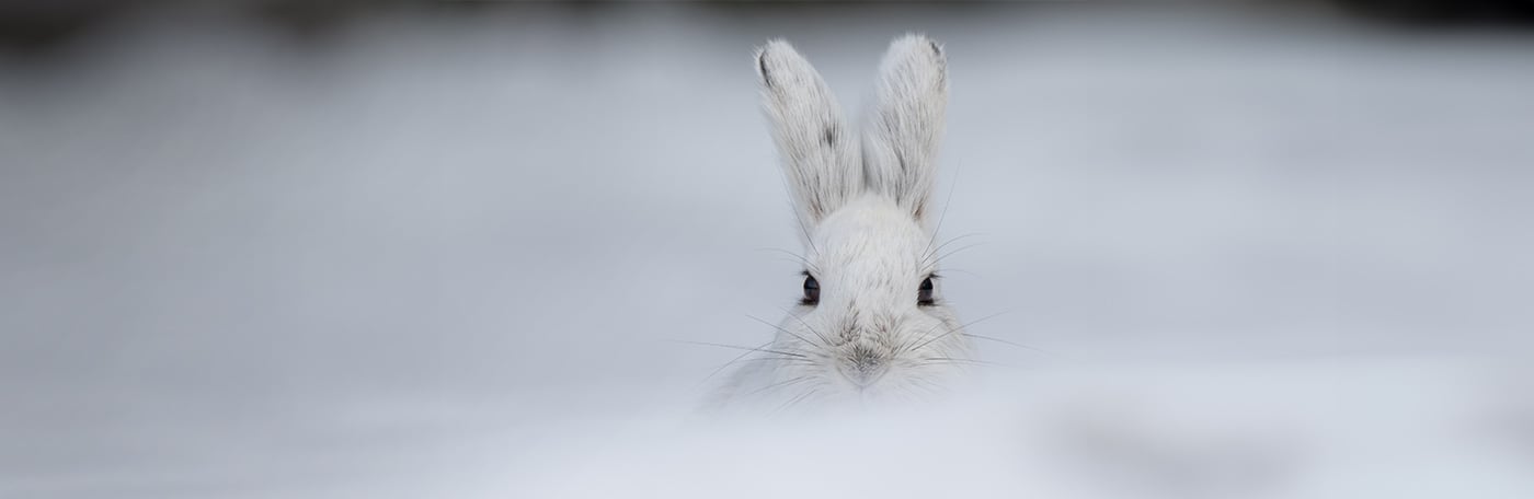 HP-Heimtier-Nager-1400x456