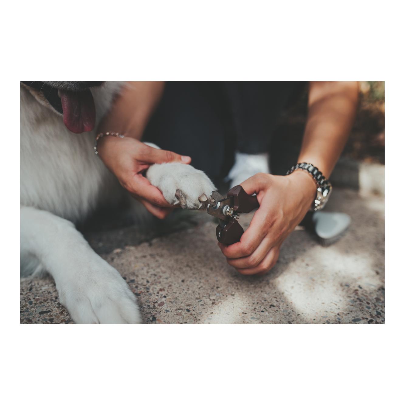 Pince à griffes Spa