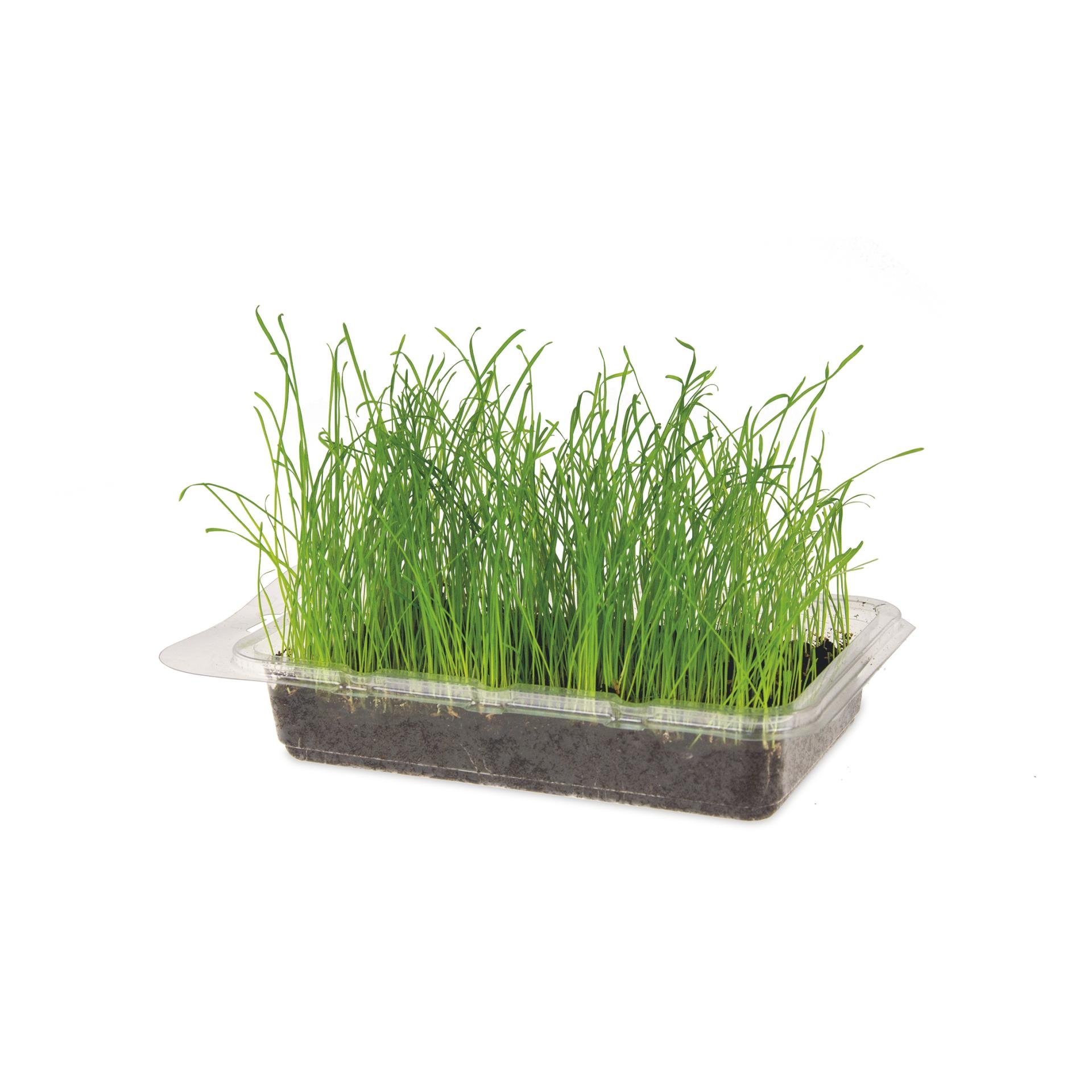 Katzengras Vital Bio