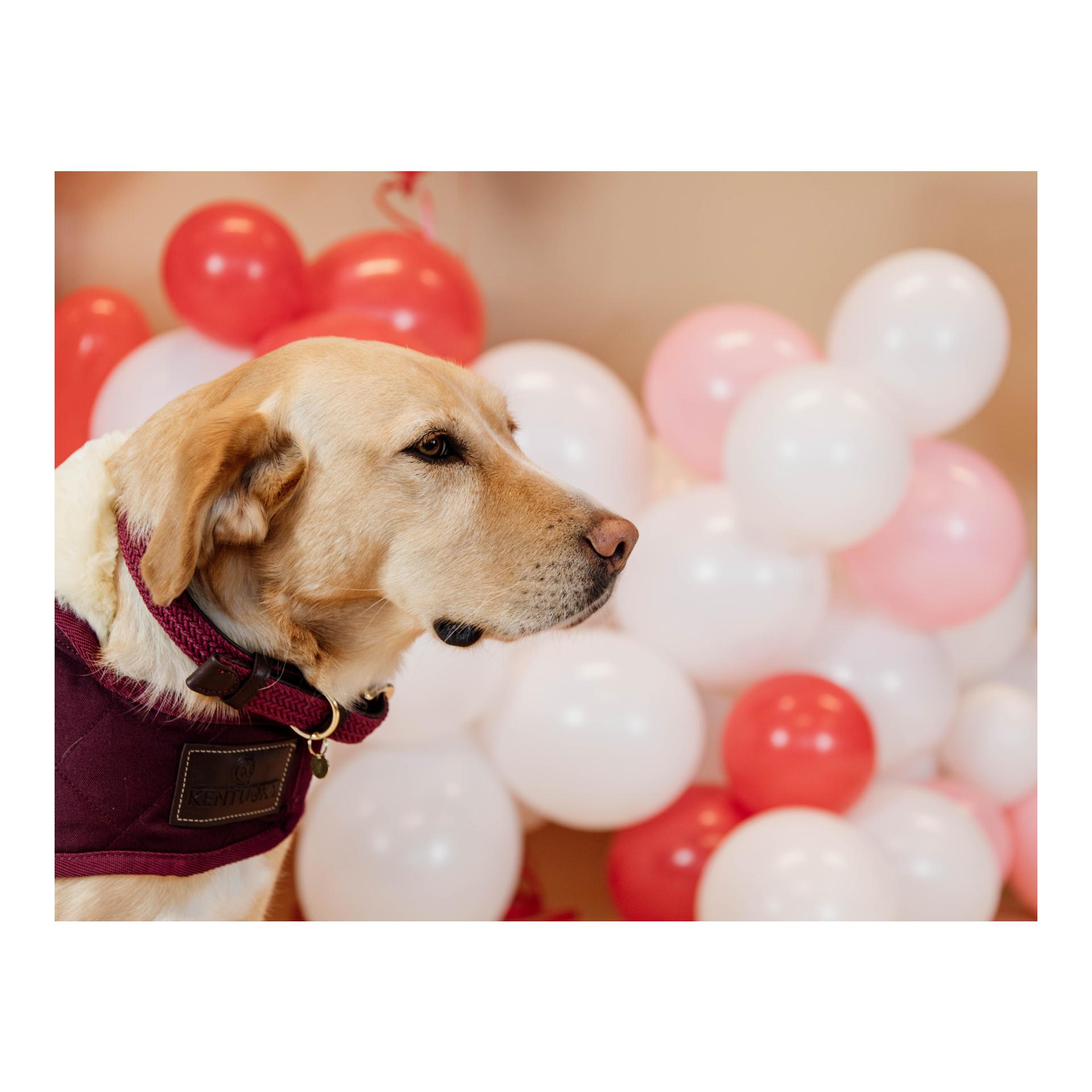 Hundehalsband Nylon geflochten - bordeaux