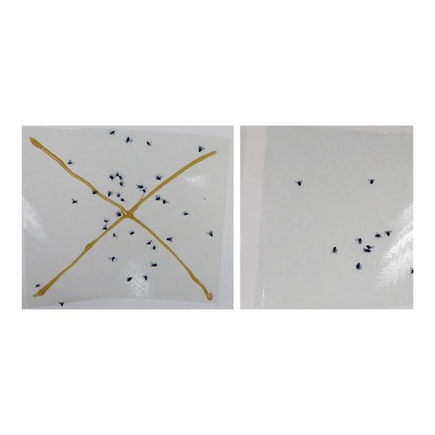Sintagro Magnet Gel Fliegen