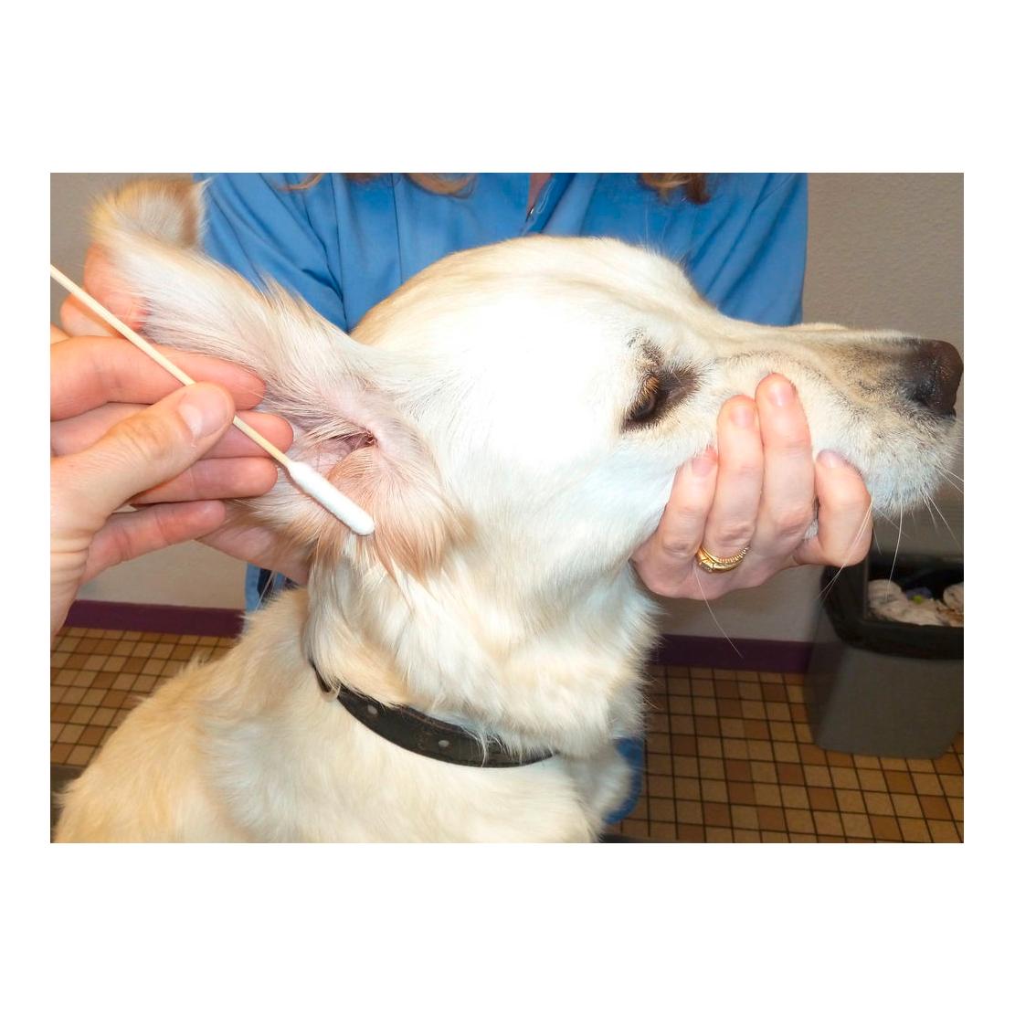 Wattestäbchen Bamboo Stick