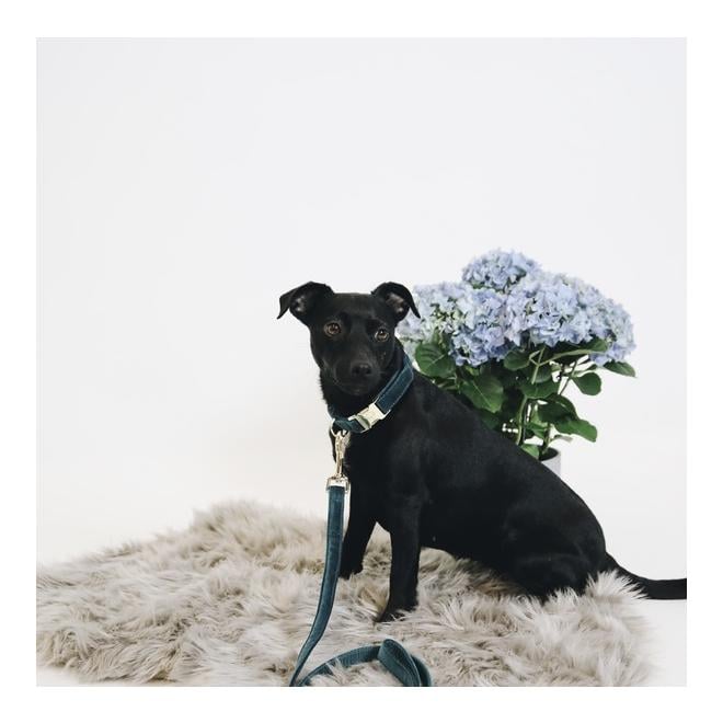 Hundeleine Velvet - emerald