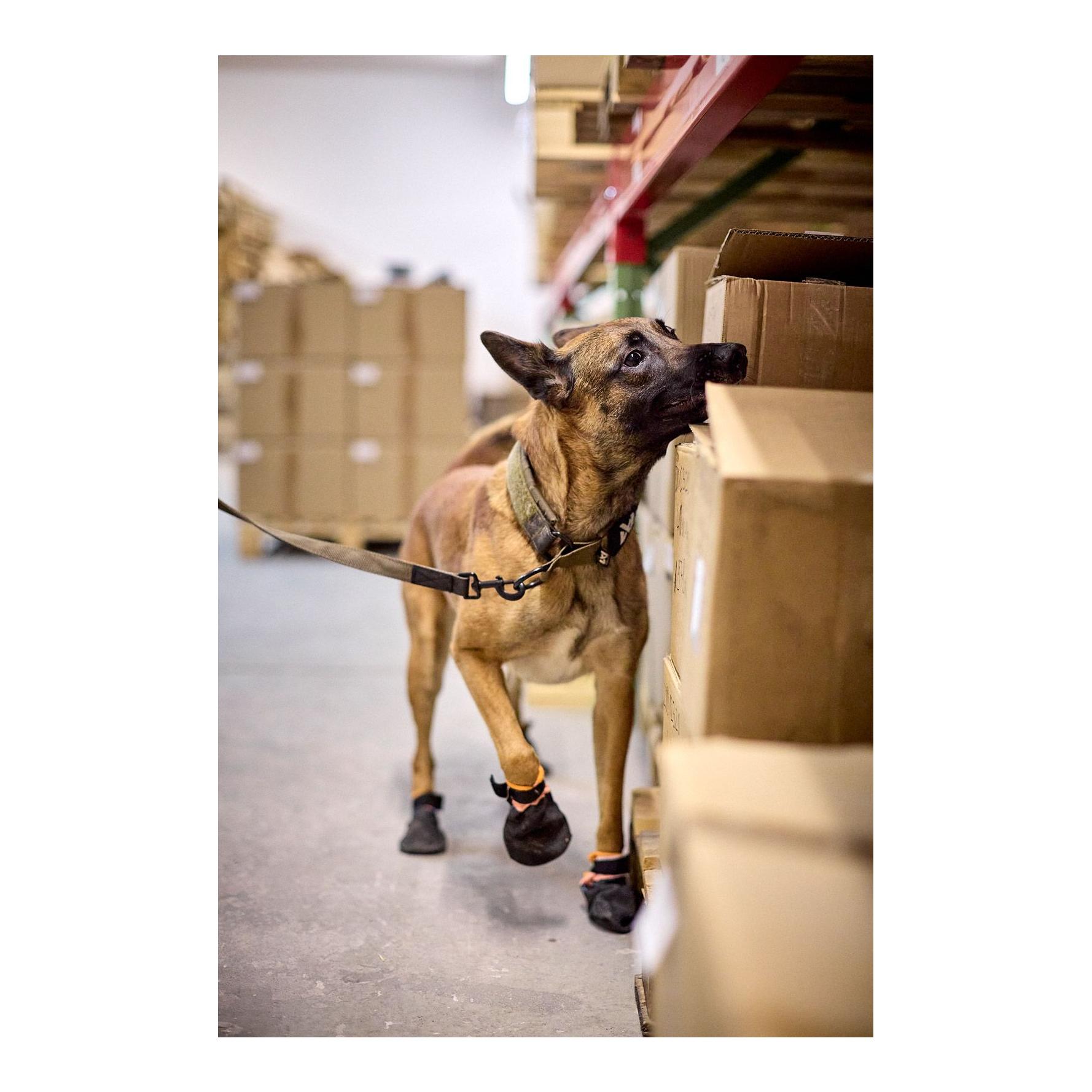 Hundehalsband Solid Collar Working Dog