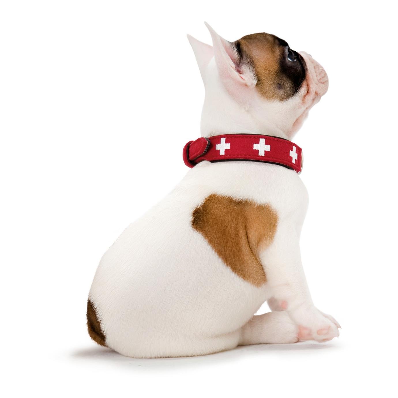 Halsband Swiss Echtleder - rot