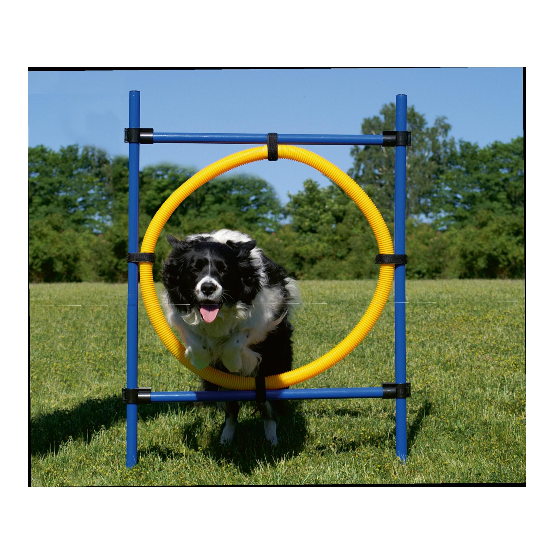 Anneau d'obstacles Agility pour chiens