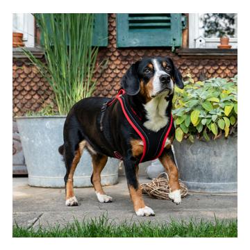 Dogs Fun Run Hundegeschirr MUTZ