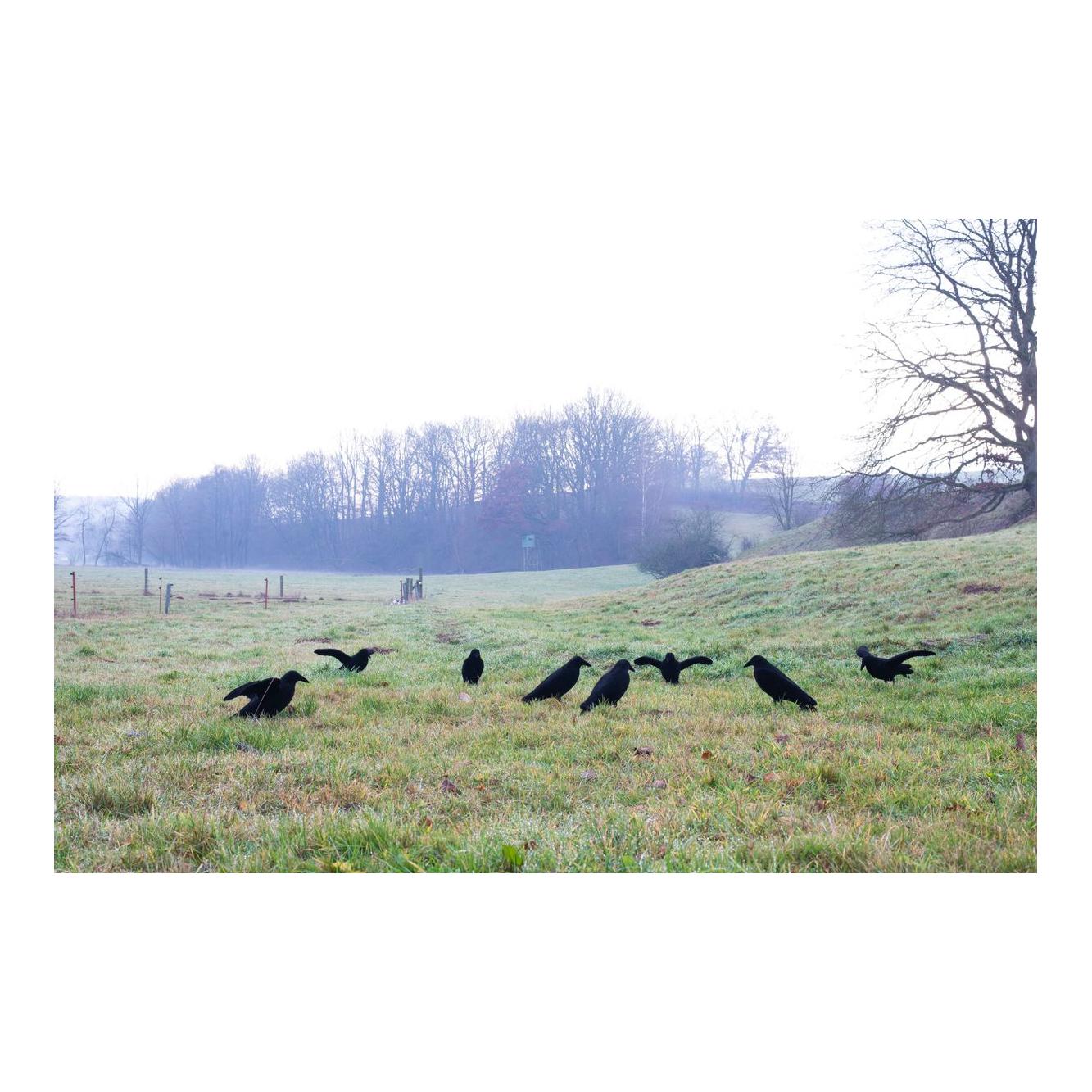 Beflockte Vollkörper Lockkrähe