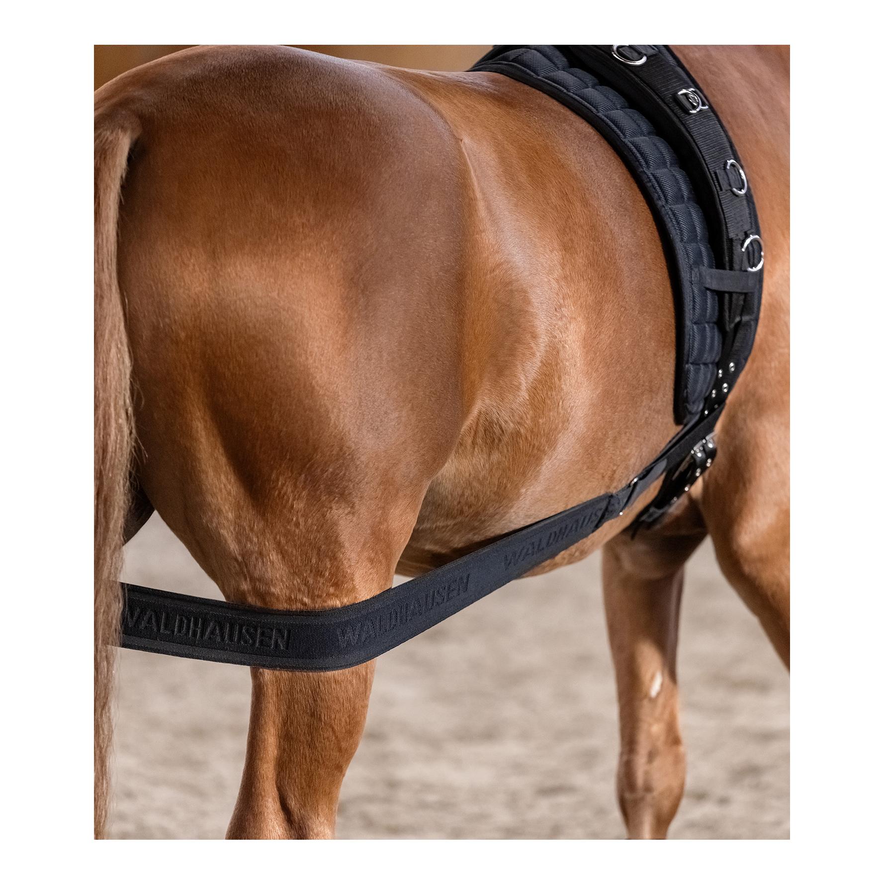 Waldhausen Körperbandage - Aktivierung der Hinterhand