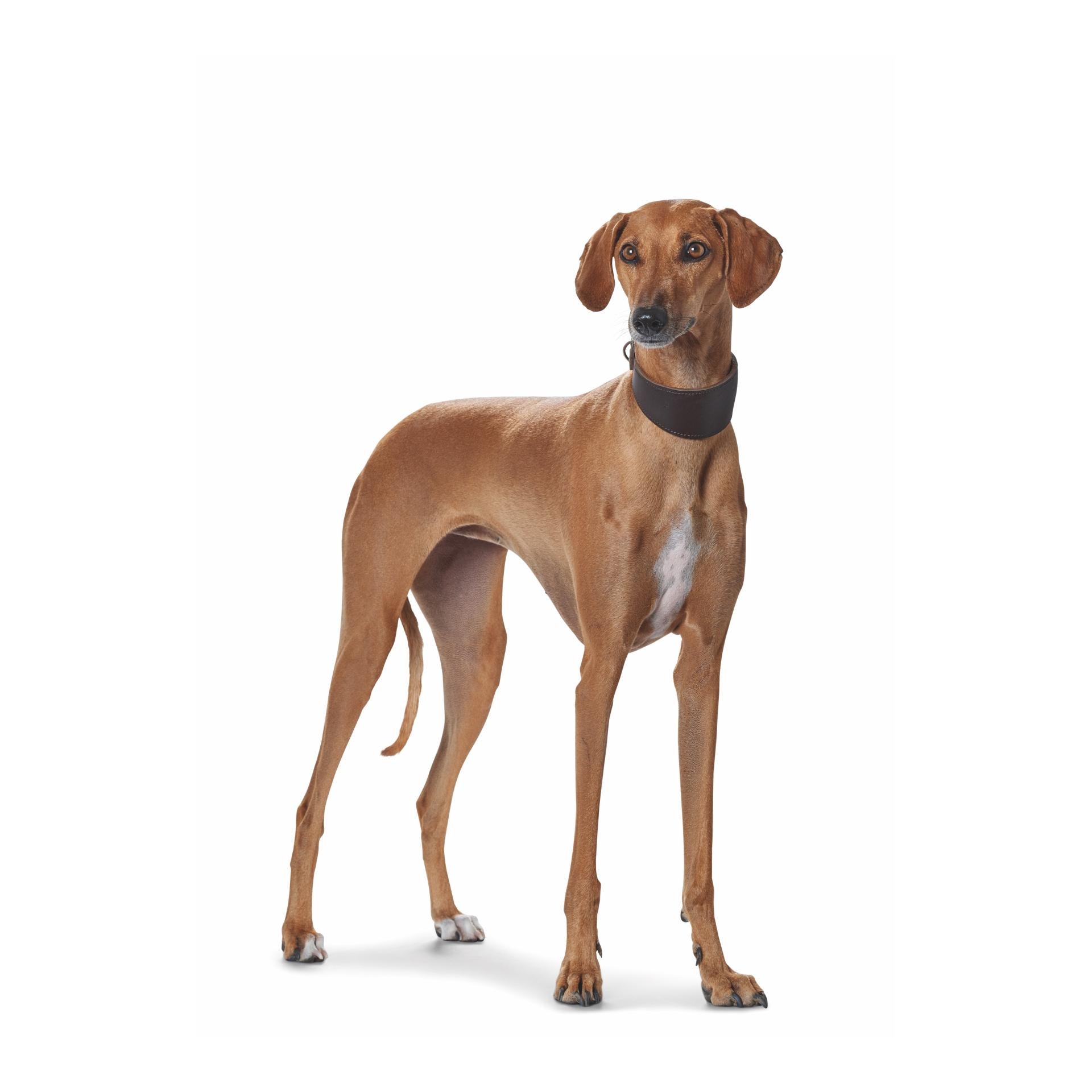 Windhundhalsband Super Soft Echtleder - schwarz