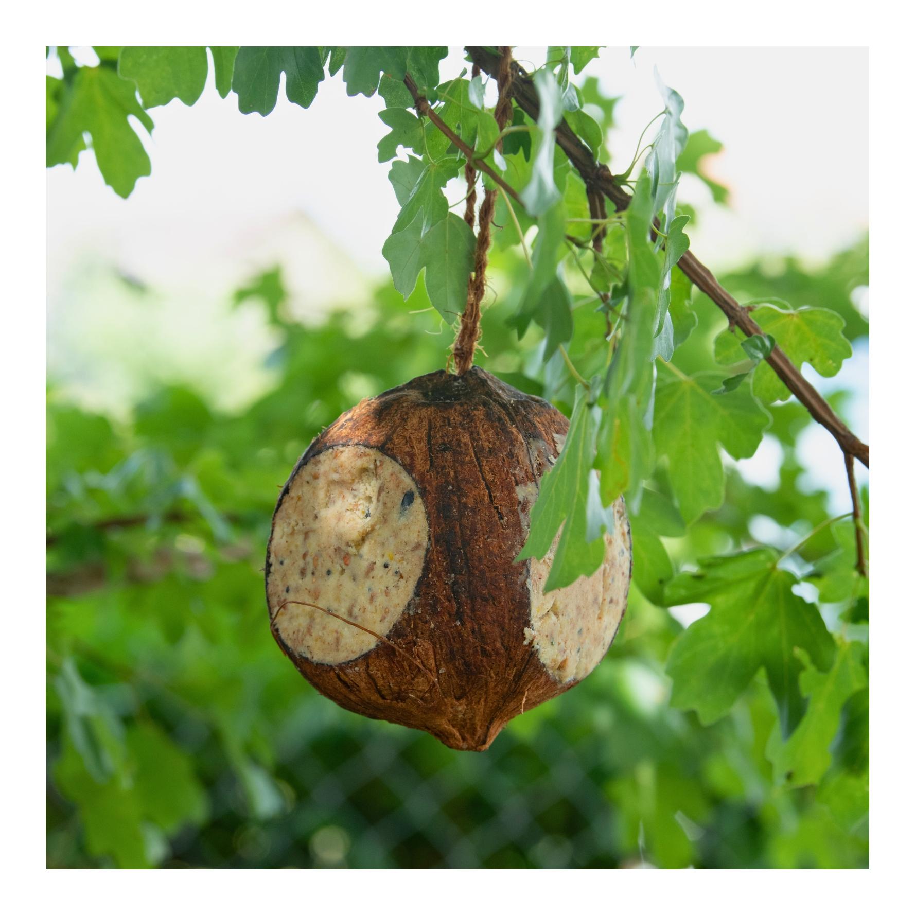 Ganze Kokosnuss mit 3 Löchern gefüllt