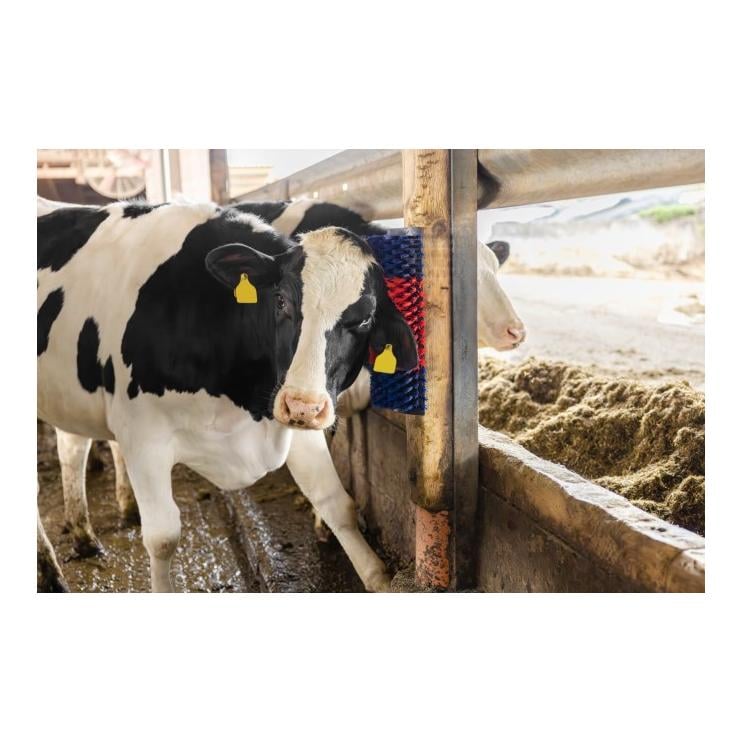 Brosse à gratter XL