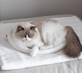 Hauptner-katze-schlafplaetze