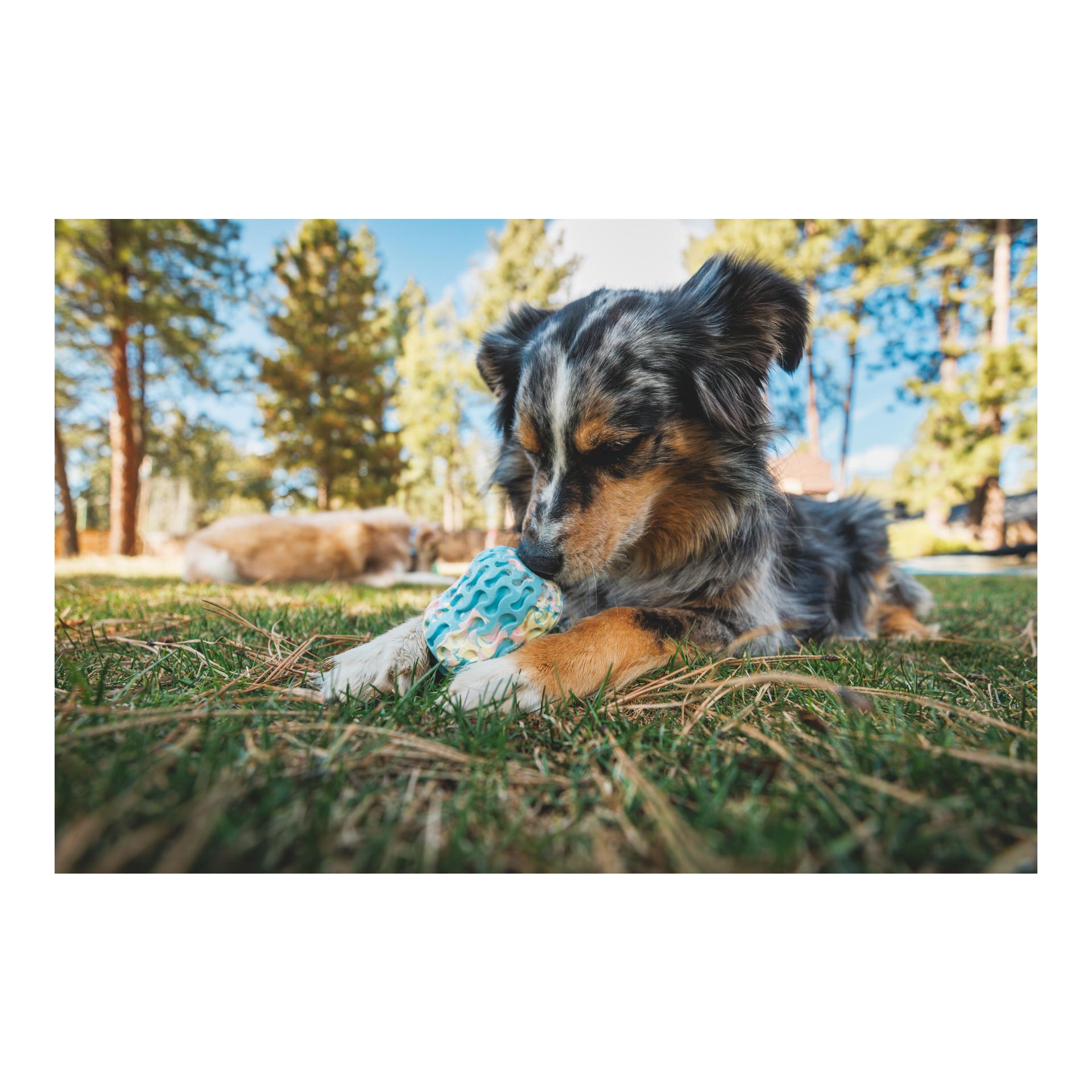 Hundespielzeug Morel