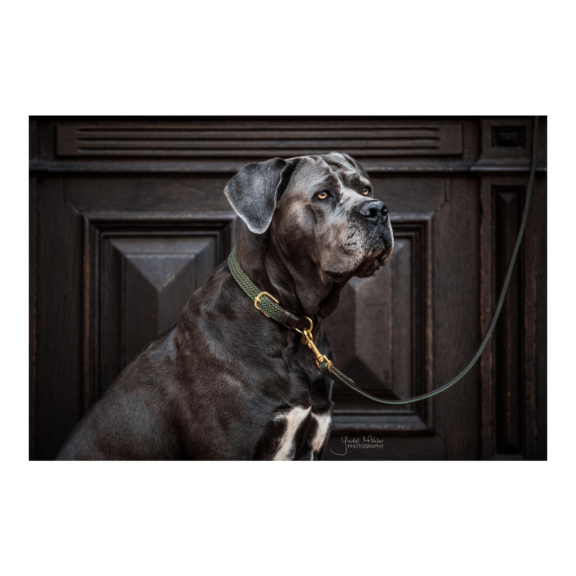 Hundehalsband Nylon geflochten - olive green