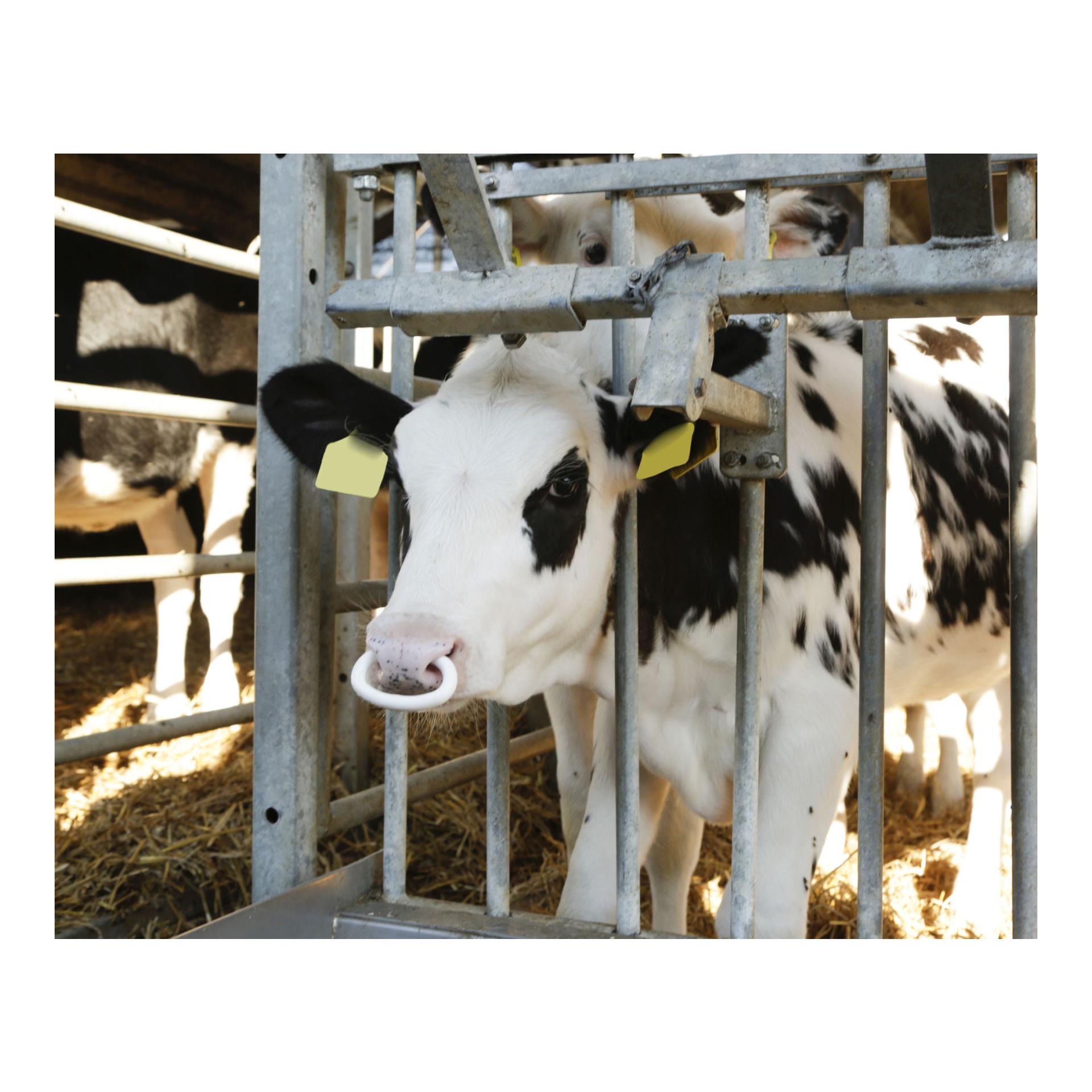 Viehsaugentwöhner SuckStop Müller - für Großvieh