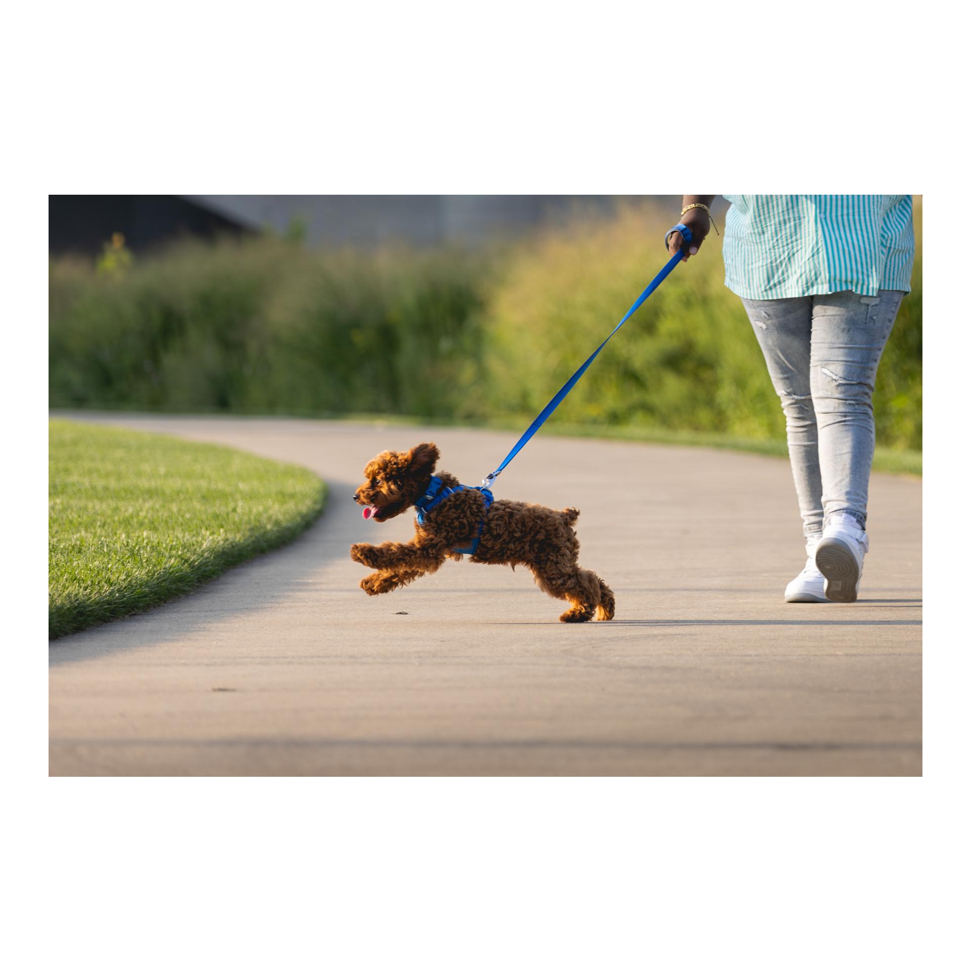 Front Range™ Leash Laisse pour chien