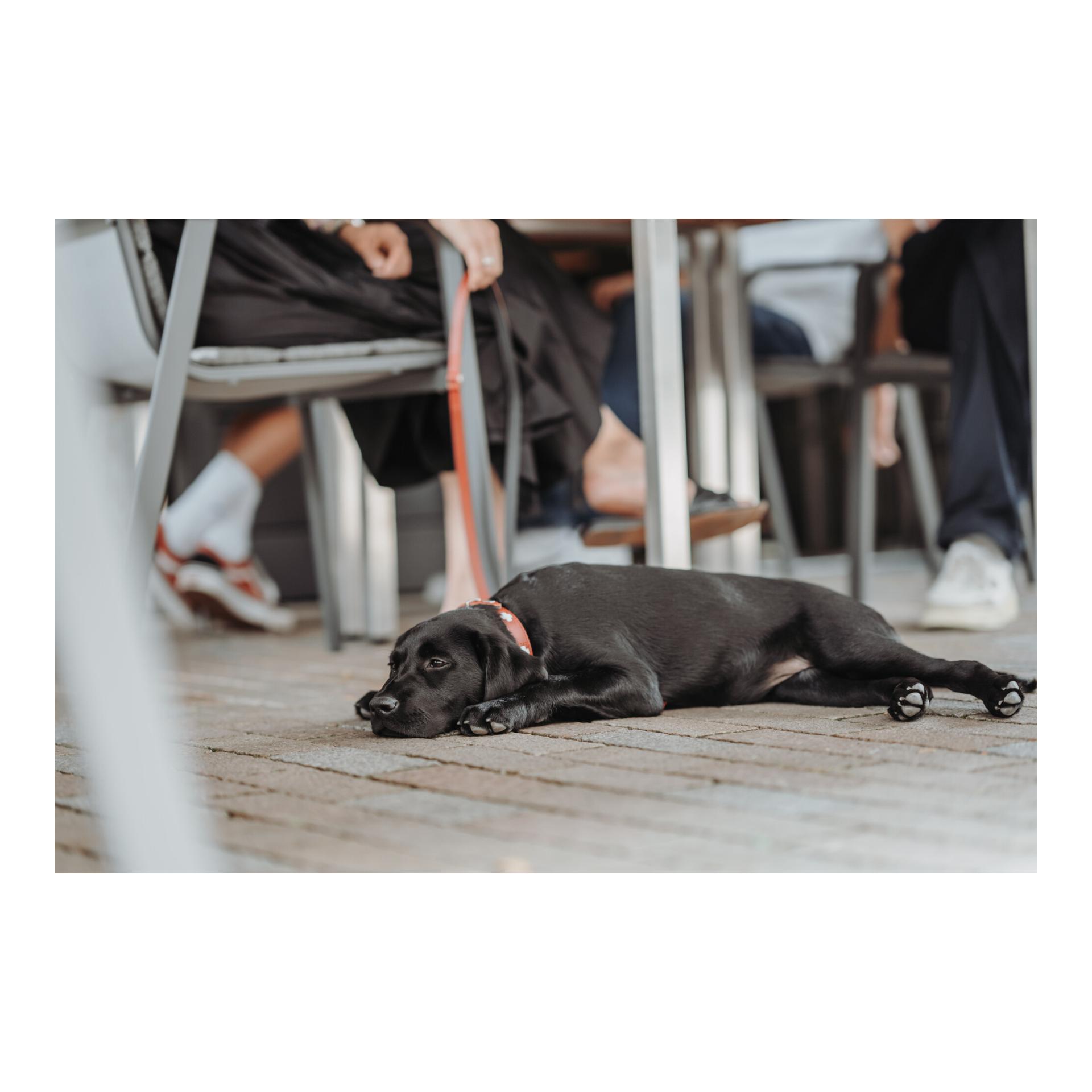 Halsband Swiss Echtleder - rot