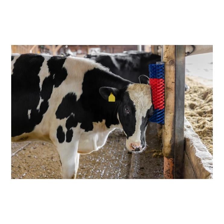 Brosse à gratter XL