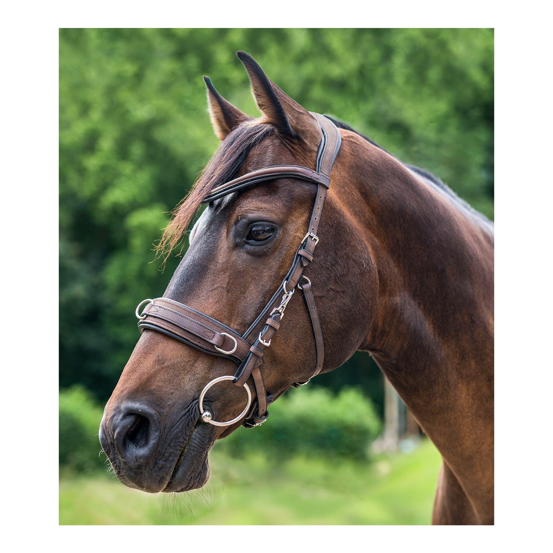 Lederkappzaum Anatomic