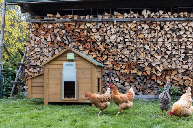 Automatische Steuerung für Hühnertür Basic