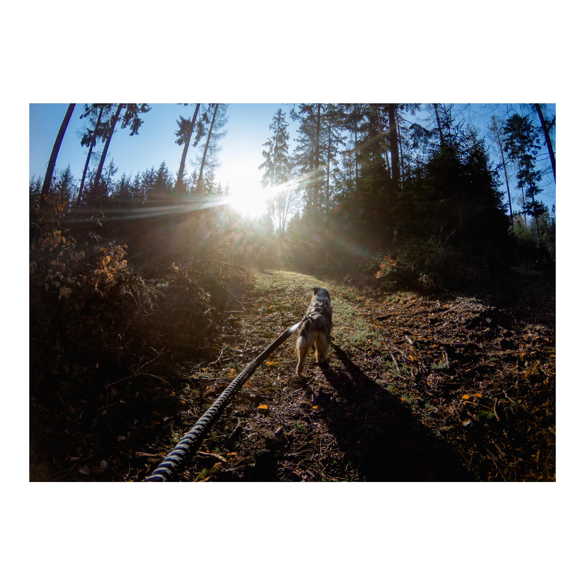 Joggingleine Bungee Touring Leash, 23mm