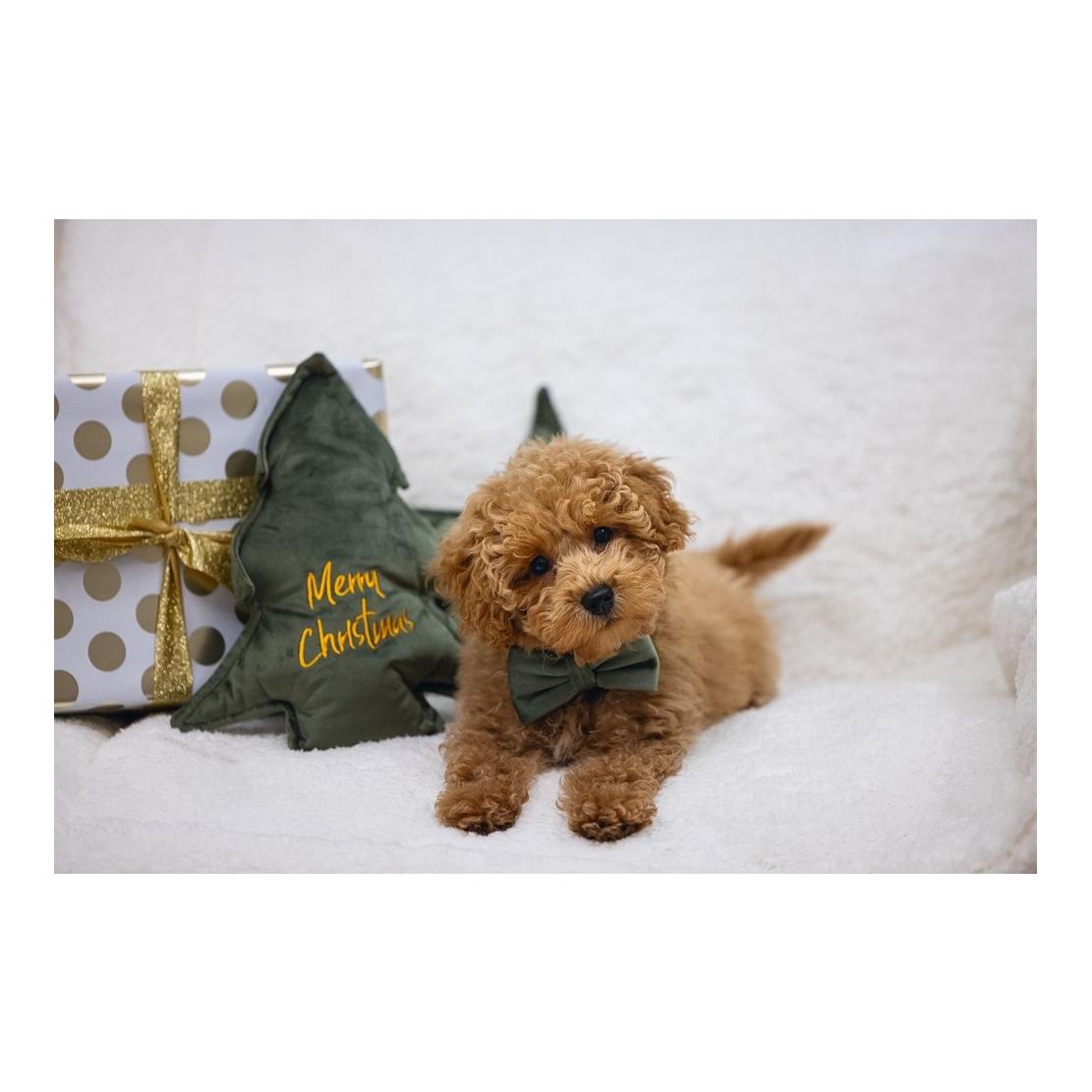 Hundespielzeug Tannenbaum Samt