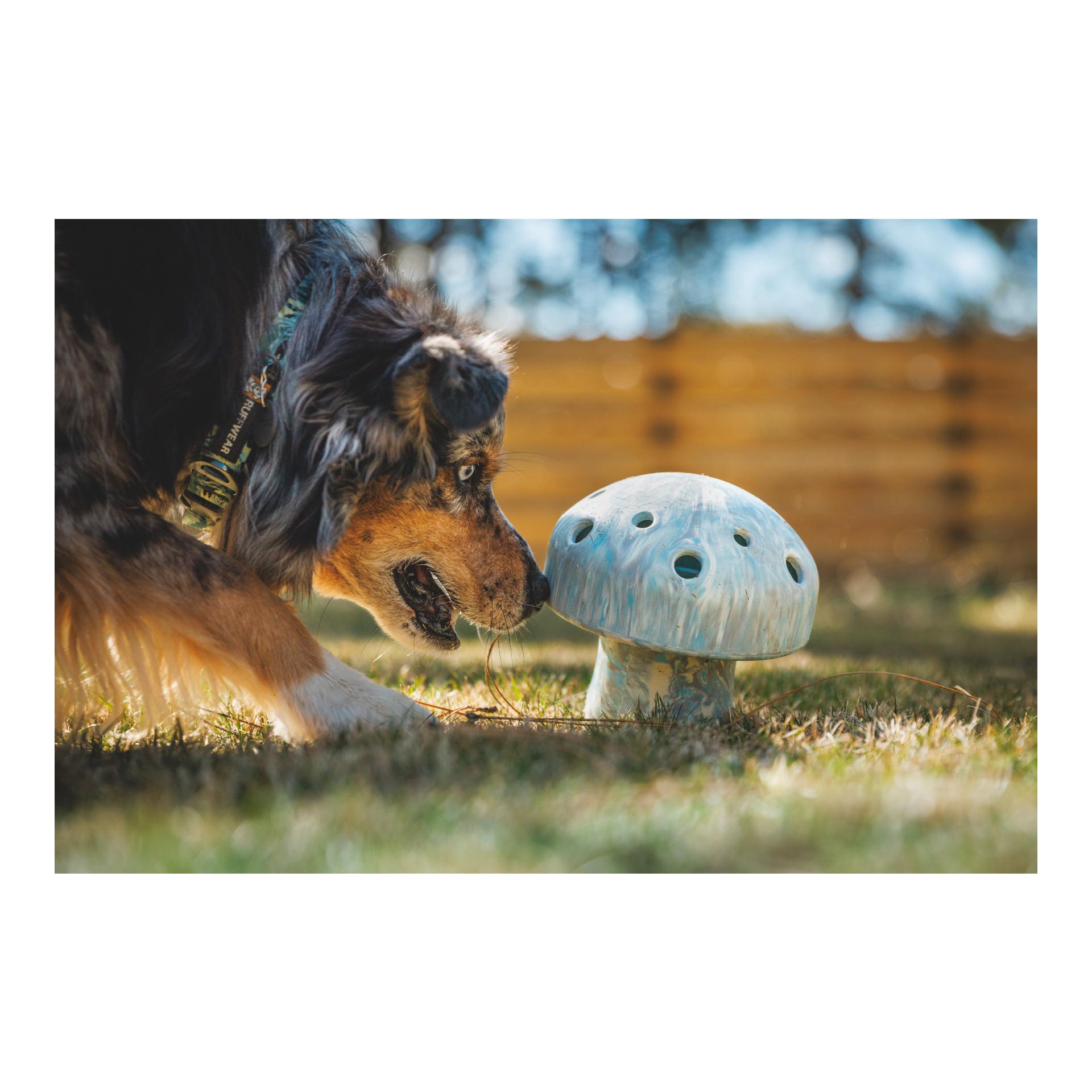 Hundespielzeug Porchini