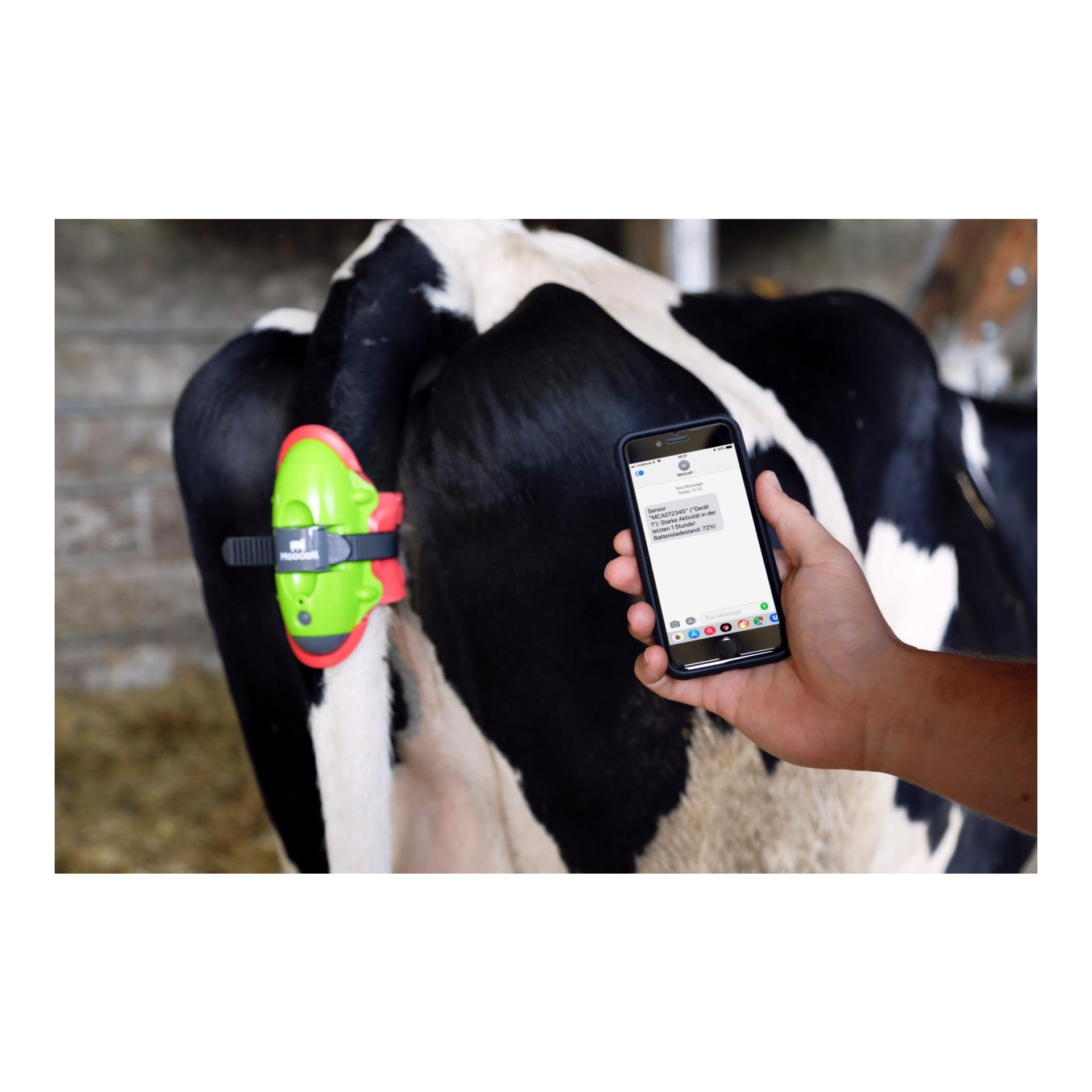 MOOCALL Abkalbemelder für Kühe