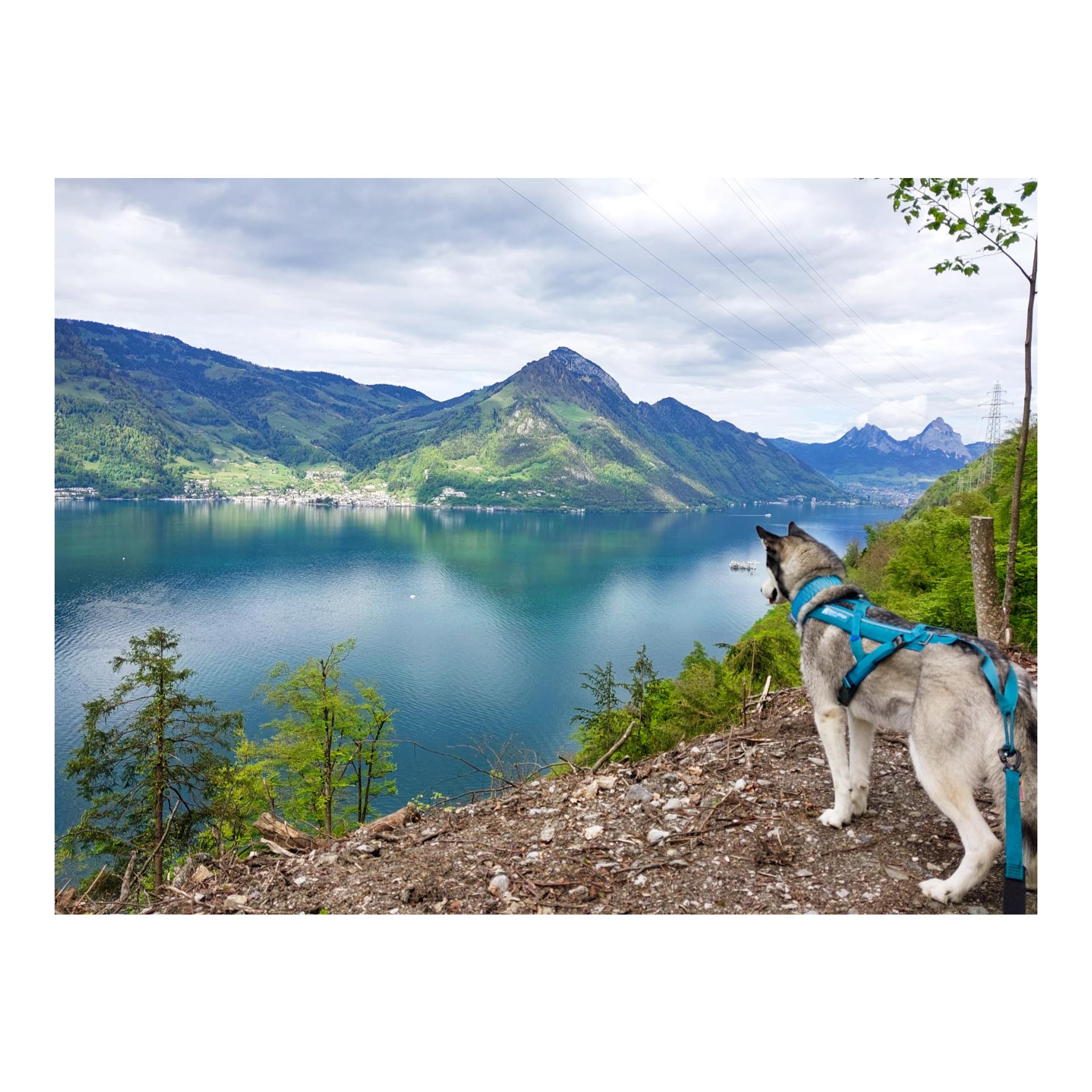 Zuggeschirr Freemotion Harness 5.0