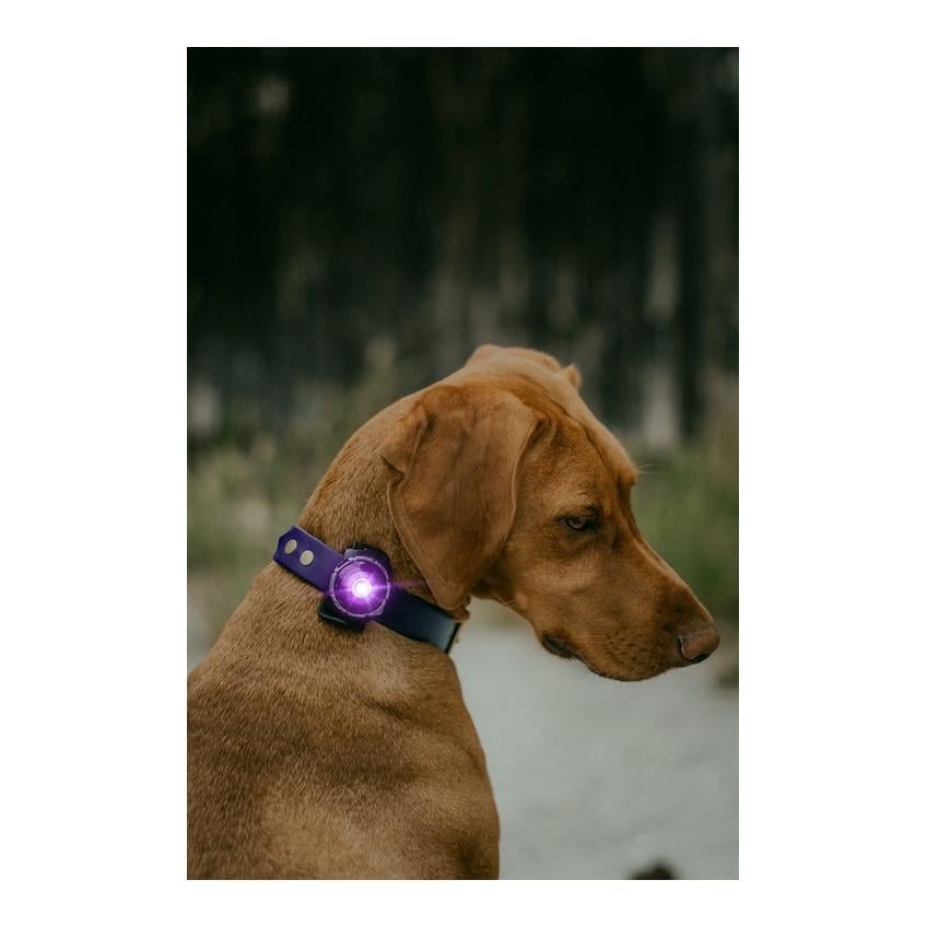 Safety Light Orbiloc Dog Dual - violett