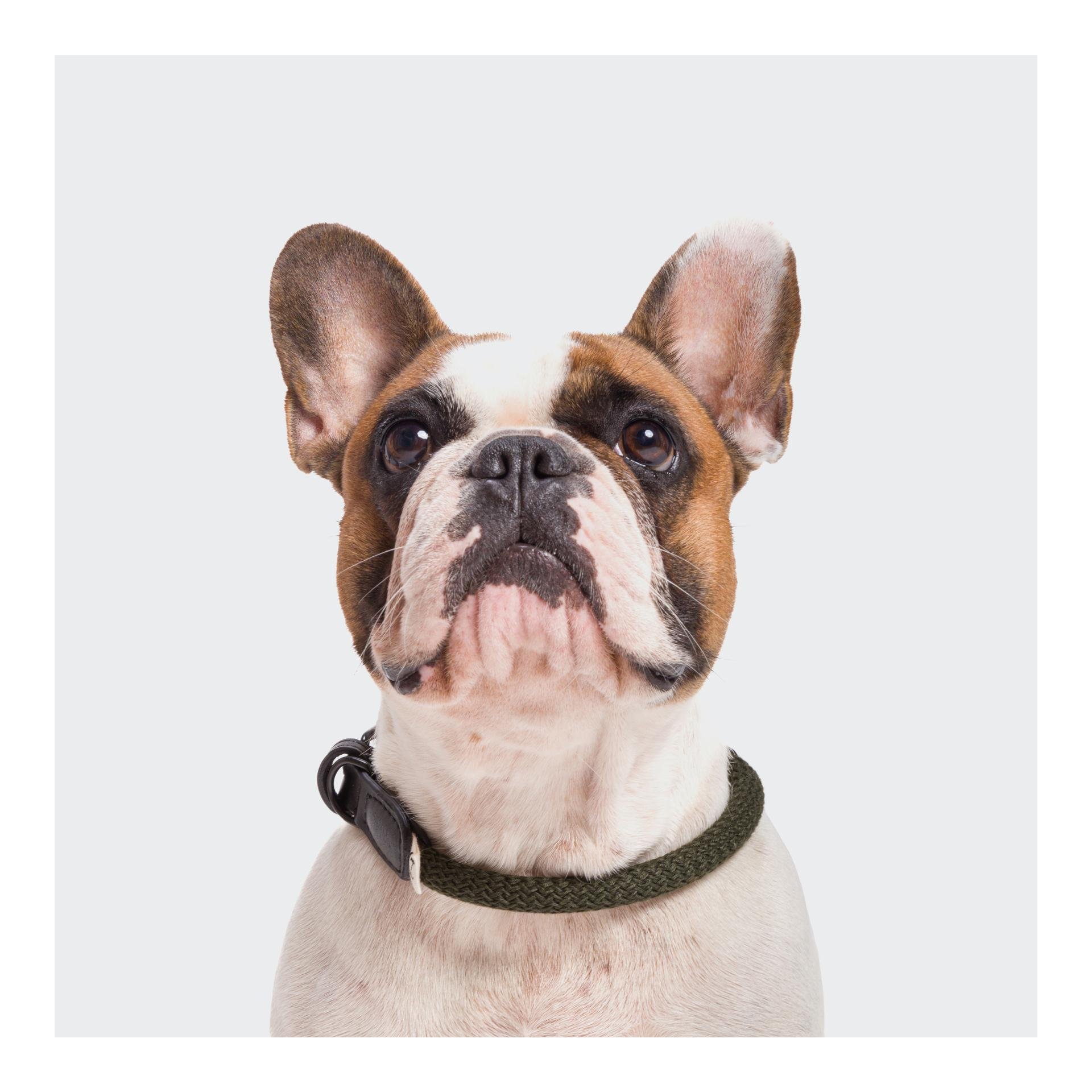 Collier pour chien Mauerpark