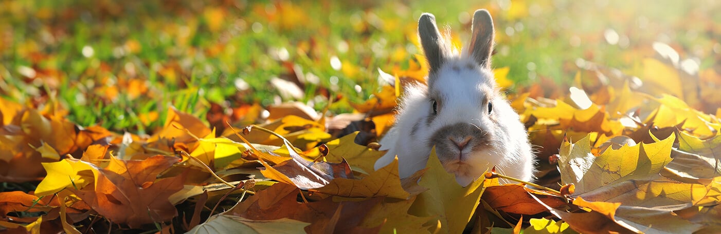 HP-Heimtier-Meerschwein-Hase-1400x456